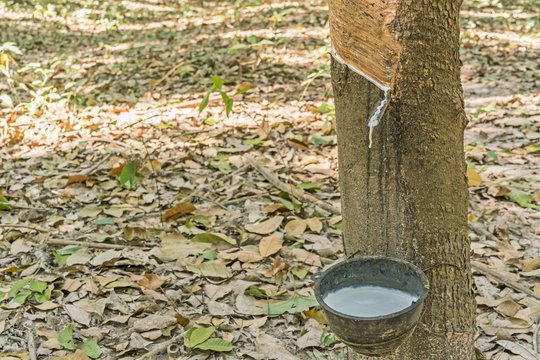 Para Rubber Tree, Rubber Plantation, rubber tree forest - Rubber Latex of rubber trees in rubber garden in thailand
