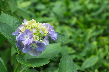Beautiful hydrangeas in a Japanese garden in Kyoto.