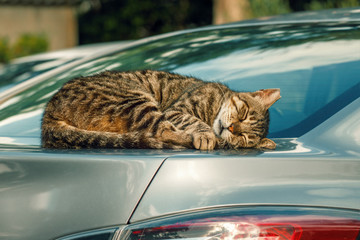Quiet time. cat is sleeping in a car