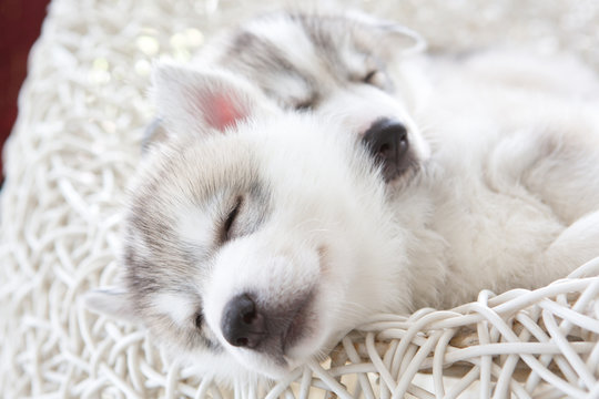 cute siberian husky puppy