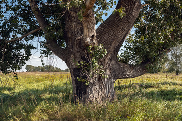 Obraz premium centenary poplar with the burned trunk on a green field