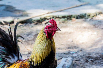 fighting cock,chicken,bantam