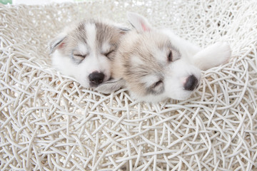 Cute siberian husky puppy sleeping