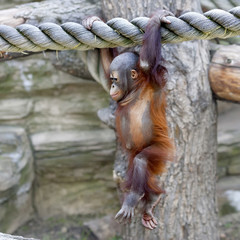 Walking on air of an orangutan baby. A young monkey on thick rope. Cute and cuddly cub with...