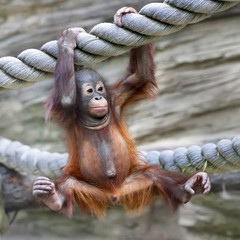 A young orangutan is ready for low catch. Cute and cuddly cub with cheerful expression. Careless...