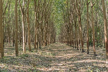 Para Rubber Tree, Rubber Plantation, rubber tree forest - Rubber Latex of rubber trees in rubber...