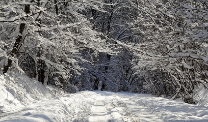 Winter forest road before turning