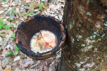 Rubber latex of rubber trees.