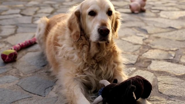 Golden Retriever dog playing outdoors with their dolls