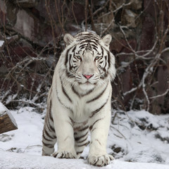 Fototapeta na wymiar Gaze of a white bengal tiger, stepping over the fallen tree in snowy forest. The most beautiful animal and very dangerous beast of the world. This severe raptor is a pearl of the wildlife.