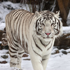 Fototapeta na wymiar Stare of a calm white bengal tiger in winter forest. The most beautiful animal and very dangerous beast of the world. This severe raptor is a pearl of the wildlife. An excellent animal portrait.
