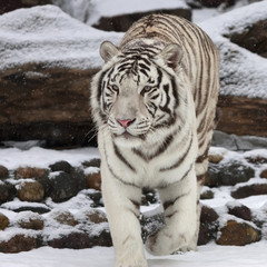 Attention in eyes of white bengal tiger, walking on fresh snow in winter forest. Most beautiful animal and very dangerous beast of world. Animal portrait on rocky background.