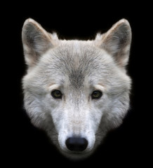 Dodgy look of a polar wolf male, isolated on black background. Eye to eye with the very dangerous beast of the cold North. The head of an Arctic wild dog. Stare straight into the camera..