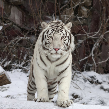 Gaze of a white bengal tiger, stepping over the fallen tree in snowy forest. The most beautiful animal and very dangerous beast of the world. This severe raptor is a pearl of the wildlife.