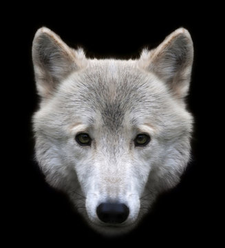 Dodgy look of a polar wolf male, isolated on black background. Eye to eye with the very dangerous beast of the cold North. The head of an Arctic wild dog. Stare straight into the camera..