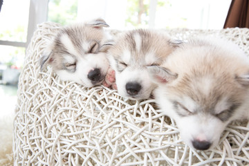Fototapeta premium Cute 3 Siberian Husky Puppies Sleeping On White Rattan Chair