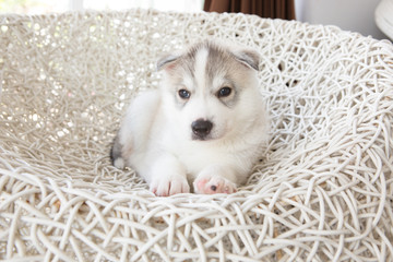 Cute Siberian Husky Puppy Sleeping On White Rattan Chair
