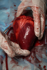 Heart and medical tools on operating table closeup