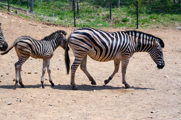 Fototapeta na wymiar Zebras in the Park. The mother Zebra. Zebra calf. A mother and her child. Family of zebras. Zoology. The Safari Park. Animals for tourists. Striped horses. Wildlife.