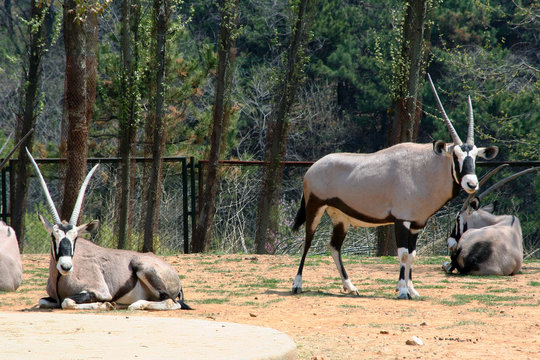 Common Oryx. The Oryx (lat. Oryx gazella). Antelope. Scimitar-horned antelope that lives in Eastern and southern Africa. Horned animal. Zoology. The Safari Park. Animals for tourists. Striped wildlife