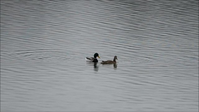 Parade et accouplement de Canard colvert