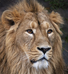 Face portrait of calm Asian lion. King of beasts, biggest cat of world. Most dangerous and mighty predator of world. Beauty of wild nature.