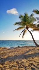 Obraz na płótnie Canvas Palm tree on the sandy beach in Punta Cana, Dominican Republic