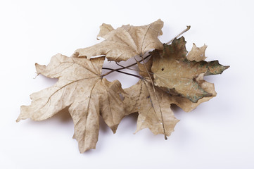 dry maple leaves on a white background