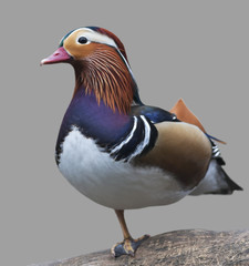 Side full length portrait of a mandarin duck, Aix galericulata, standing on one leg. Exotic wood duck with splendid feather coat. Expressive and colorful water fowl, isolated on gray background.