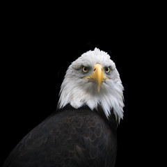 Obraz premium Severe look of a bald eagle, haliaeetus leucocephalus, isolated on black background. Face portrait of an American eagle, US national character, very beautiful bird with proud expression.
