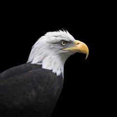 Head and shoulder of bald eagle, haliaeetus leucocephalus, isolated on black background. Side face portrait of American eagle, US national character, very beautiful bird with proud expression.