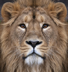 Fototapeta na wymiar The face of an Asian lion. The King of beasts, biggest cat of the world, looking straight into the camera. The most dangerous and mighty predator of the world. Authentic beauty of the wild nature.