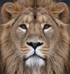 Photo sur Aluminium Lion Le visage d& 39 un lion asiatique. Le roi des bêtes, le plus gros chat du monde, regarde droit dans la caméra. Le prédateur le plus dangereux et le plus puissant du monde. Beauté authentique de la nature sauvage.