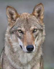 Crédence de cuisine en verre imprimé Loup Tête et cou d& 39 un jeune loup européen de deux ans. Portrait de visage de bête dangereuse de la forêt, Canis lupus lupus, sur fond flou. Beauté de la faune.