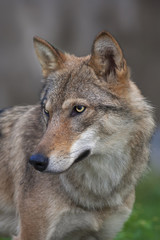 Naklejka na ściany i meble Side look of a young, two year old, european wolf female. Side face portrait of a forest dangerous beast, Canis lupus lupus, on blur background. Beauty of the wildlife.