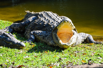 Nilkrokodil mit geöffnetem Maul; Portrait