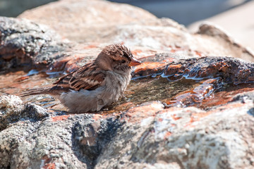 sparrow