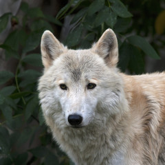 Attentive look of a polar wolf male on greenery background. Eye to eye with the very dangerous beast of the cold North. Severe beauty of the wildlife.
