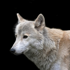 The head and neck of a polar wolf male, isolated on black background.Side face portrait of the very dangerous beast of the cold North. Severe beauty of the wildlife. .
