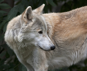 Look back of a polar wolf male on greenery background. Side face portrait of the very dangerous beast of the cold North. Severe beauty of the wildlife. .