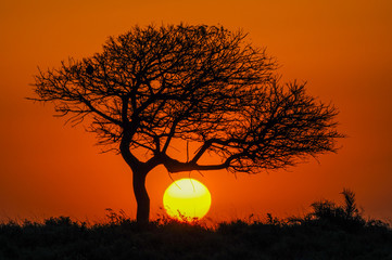 Sonnenuntergang mit Schirmakazie in Afrika