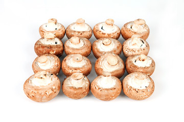 16 Champignons