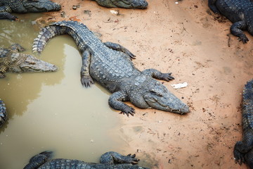 Large crocodiles in Cambodia