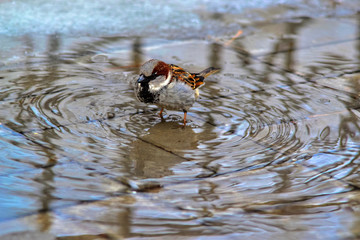 The wet sparrow costs in a pool.