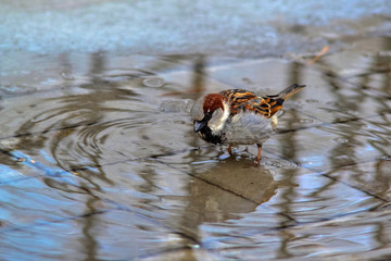 The wet sparrow costs in a pool.