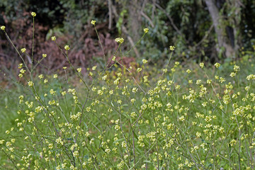 Yellow wildflowers