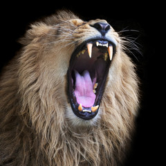 Huge fangs of an Asian lion, isolated on black background. The King of beasts, biggest cat of the...