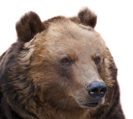 Stare of a brown bear female, isolated on white background. Macro face portrait of the most mighty beast of the world. Eye to eye with severe and very dangerous predator.