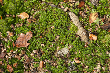moss, leaves and roots