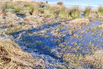 Water and grassland.